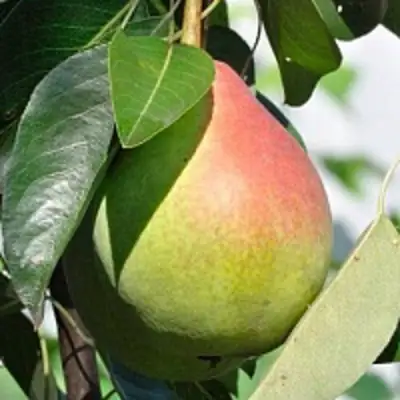 Груша ТАТЬЯНА в Лиде