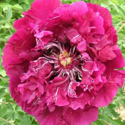 Пион ПУРПУРНЫЙ ОКЕАН древовидный в Лиде