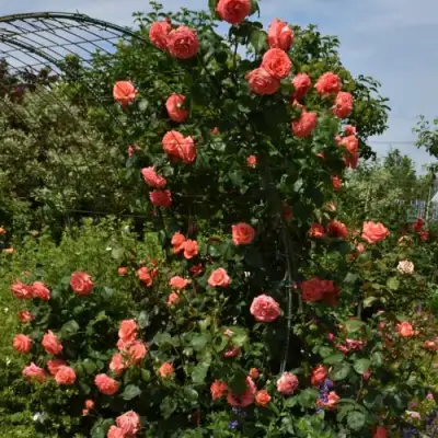 Роза ДИ ДИ БРИДЖУОТЕР плетистая в Лиде