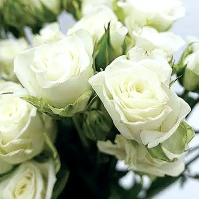 Роза СНОУФЛЕЙК спрей в Лиде