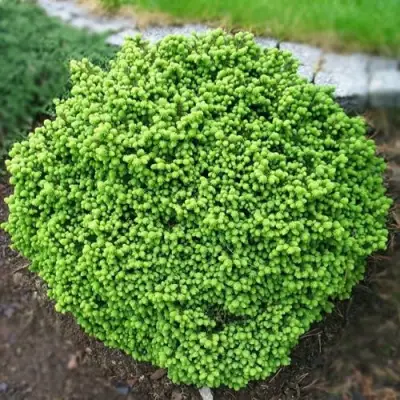 Ель ЛИТЛ ДЖЕМ обыкновенная в Лиде