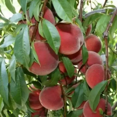 Персик ЮБИЛЕЙ СТОЛИЦЫ колонновидный в Лиде