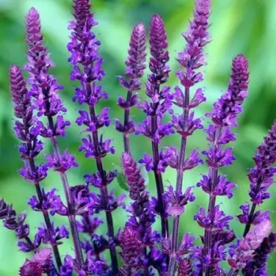 Шалфей КАРАДОНА в Лиде