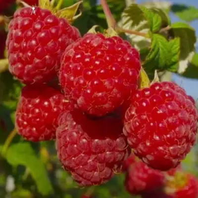 Малина ЭЛЕГАНТНАЯ в Лиде