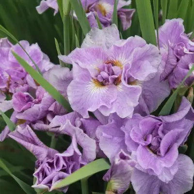 Ирис ХЭВИНГ ФАН сибирский в Лиде