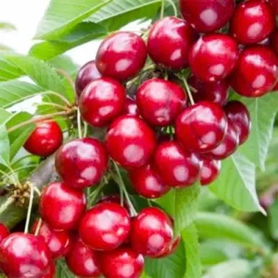 Вишня МАЛЮТКА колонновидная в Лиде