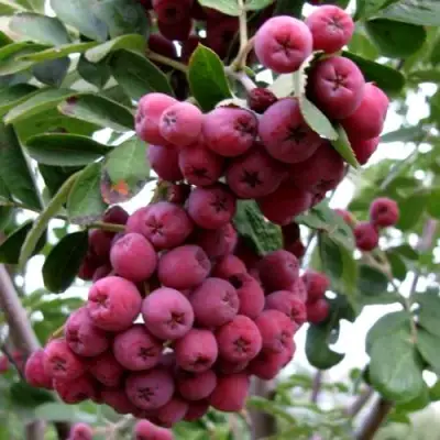 Рябина ТИТАН сладкоплодная  в Лиде