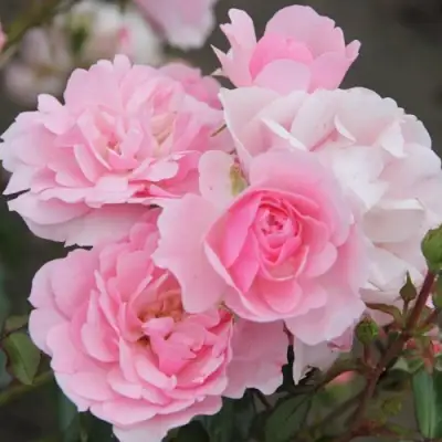 Роза БОНИКА флорибунда в Лиде