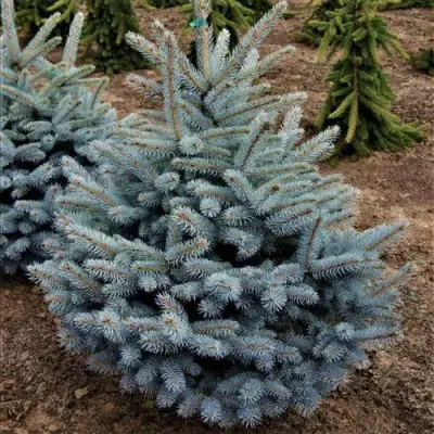 Ель МИСТИ БЛЮ голубая в Лиде