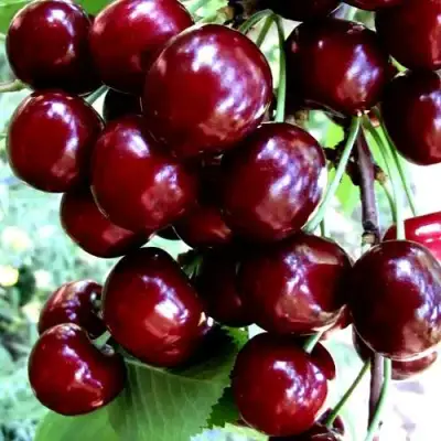 Черешня ОЛЕНЬКА в Лиде