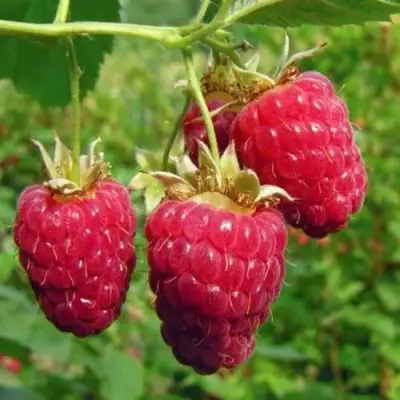 Малина ГОРДОСТЬ РОССИИ в Лиде