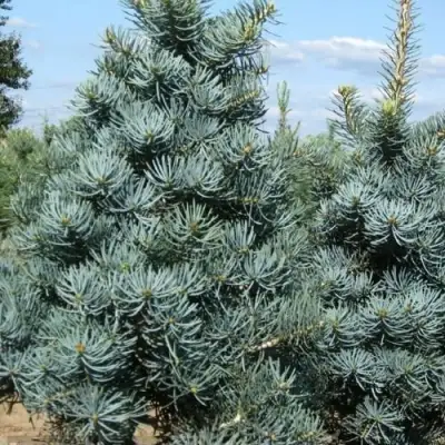 Пихта КОНКОЛОР в Лиде