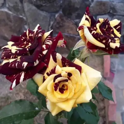 Роза АБРАКАДАБРА чайно-гибридная в Лиде