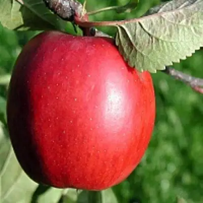 Яблоня РЕДФРИ в Лиде