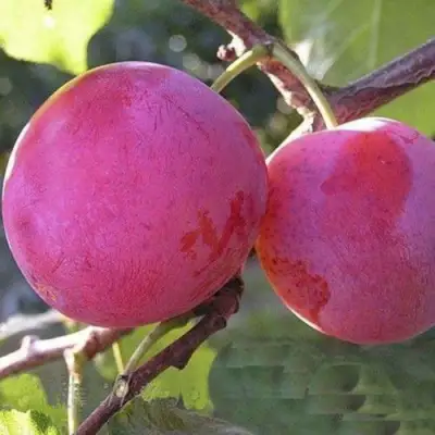 Слива ДЕЛИКАТНАЯ в Лиде