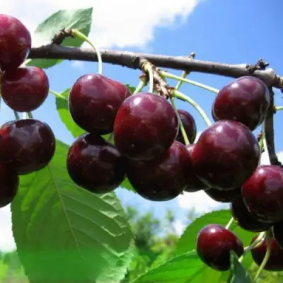 Дюк ЧУДО-ВИШНЯ в Лиде