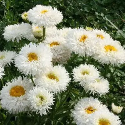 Нивяник КРЕЙЗИ ДЕЙЗИ наибольший в Лиде