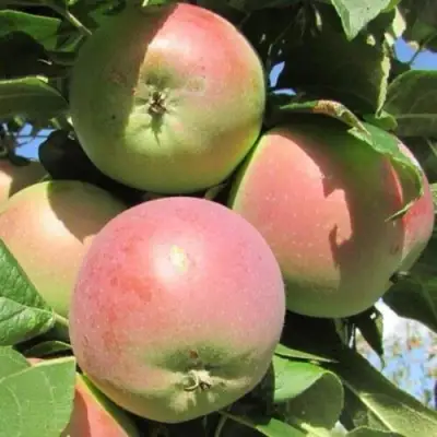 Яблоня МОСКОВСКОЕ ЗИМНЕЕ в Лиде