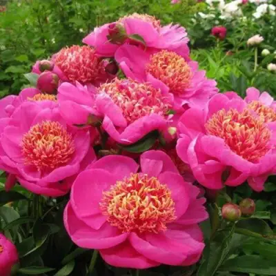 Пион ДОРИН травянистый в Лиде