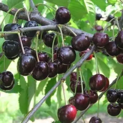 Черешня ЛЮБИМИЦА АСТАХОВА в Лиде