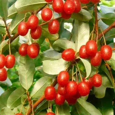 ГУМИ (ЛОХ МНОГОЦВЕТКОВЫЙ) в Лиде