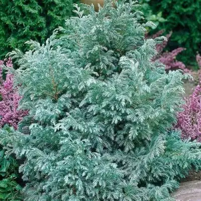 Кипарисовик БУЛЕВАРД горохоплодный в Лиде