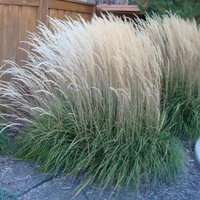 Вейник КАРЛ ФОРСТЕР остроцветковый в Лиде