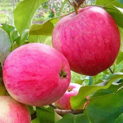 Яблоня РОЗОВЫЙ НАЛИВ в Лиде