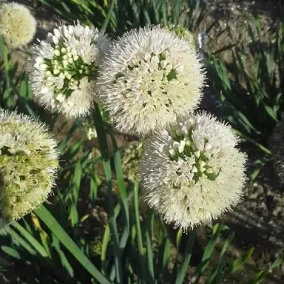 Лук слизун в Лиде