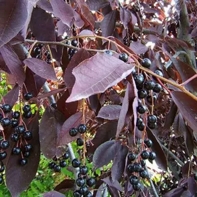 Черемуха виргинская ШУБЕРТ в Лиде