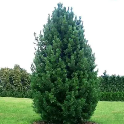 Сосна кедровая европейская в Лиде