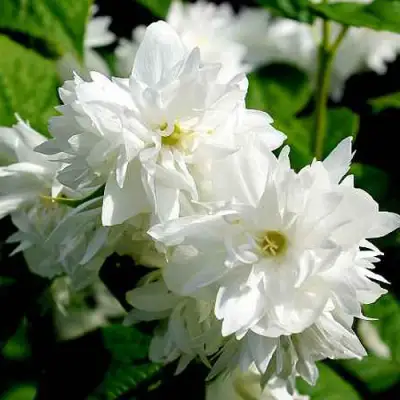 Жасмин ДАМ БЛАНШ в Лиде