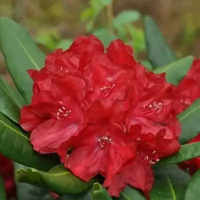 Рододендрон БУЗУКИ в Лиде