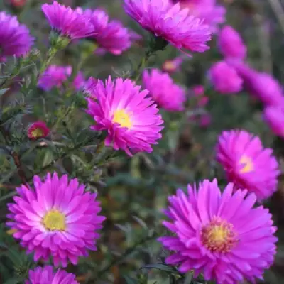 Астра КАРМИНКУППЕЛЬ в Лиде