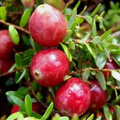 Клюква СТИВЕНС в Лиде