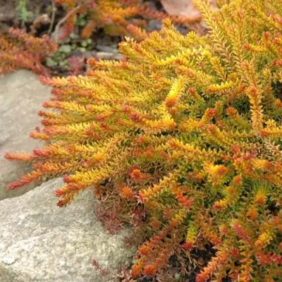 Водяника БЕРНШТЕЙН черная в Лиде