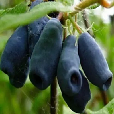 Жимолость съедобная НАРЫМСКАЯ в Лиде