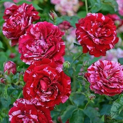 Роза ДИП ИМПРЕШН флорибунда в Лиде