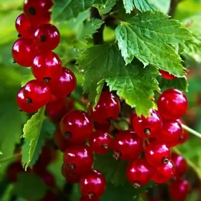 Смородина красная РОЛАН в Лиде