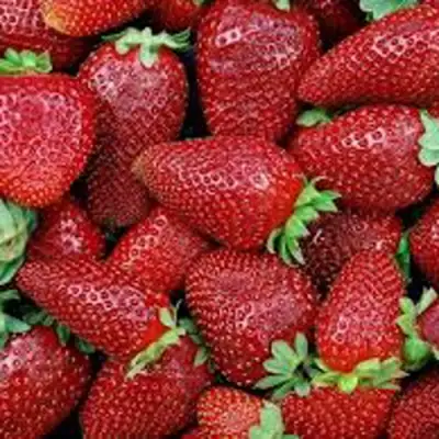 Клубника СКАЛА в Лиде