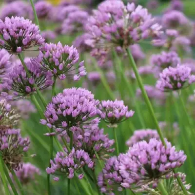 Лук угловатый в Лиде