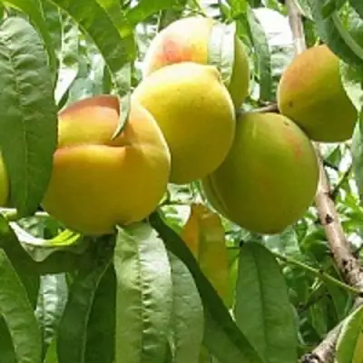 Персик СЕЯНЕЦ СТАРКА в Лиде