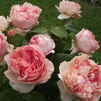 Роза ФИЛИНГ чайно-гибридная в Лиде