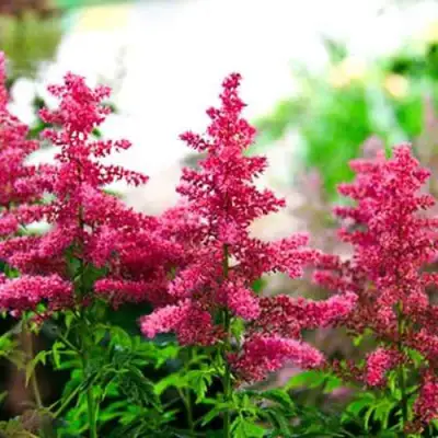 Астильба ЮНИК КАРМИН гибридная в Лиде