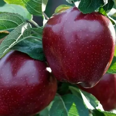 Яблоня РЕД ЧИФ в Лиде