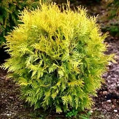 Туя ГЛОБОЗА АУРЕА западная в Лиде