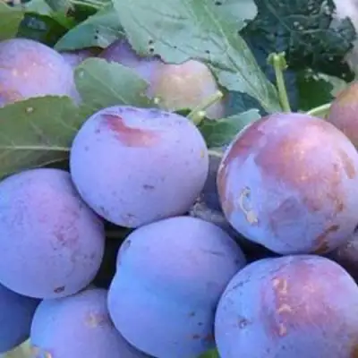 Слива НАГРАДА НЕМАНСКАЯ в Лиде