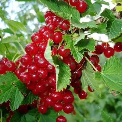 Смородина красная ГОЛЛАНДСКАЯ КРАСНАЯ в Лиде