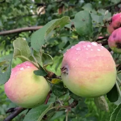 Яблоня УТРО в Лиде