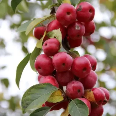 Яблоня РЕД ОБЕЛИСК колонновидная в Лиде